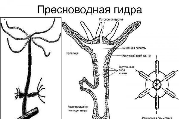 Kraken даркнет переходник